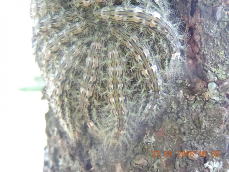 Informações sobre as ocorrências de taturana lonomia no Município de Nova Laranjeiras